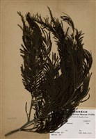 藏品(黑栲)的圖片